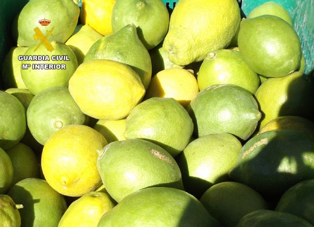 La Guardia Civil desarticula un activo grupo delictivo que sustraía cítricos en la comarca del Río Mula - 1, Foto 1