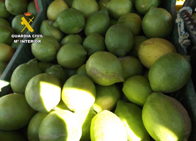 La Guardia Civil desarticula un activo grupo delictivo que sustraía cítricos en la comarca del Río Mula - 2, Foto 2