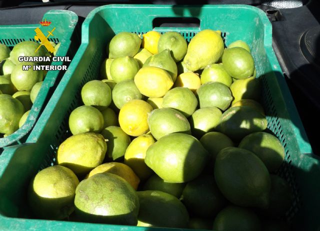 La Guardia Civil desarticula un activo grupo delictivo que sustraía cítricos en la comarca del Río Mula - 5, Foto 5
