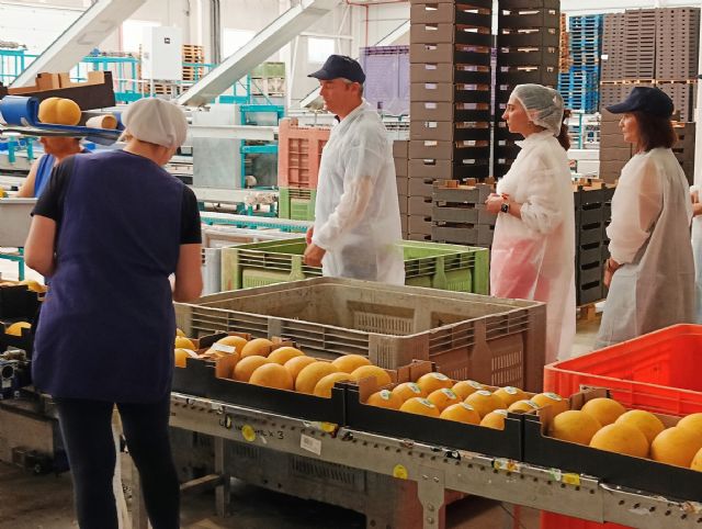 Murcia produce la mitad de los melones exportados por España que tienen a Alemania como principal destino - 2, Foto 2