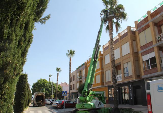 El Ayuntamiento inicia un plan de poda de palmeras para mejorar la seguridad y estética del municipio - 1, Foto 1