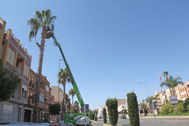 El Ayuntamiento inicia un plan de poda de palmeras para mejorar la seguridad y estética del municipio - 2, Foto 2
