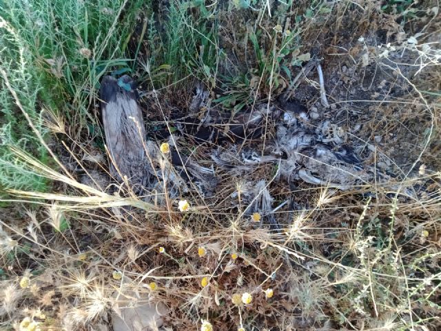 Restos de un águila perdicera bajo un apoyo de Iberdrola en La Parroquia (Lorca) (c) ANSE, Foto 2