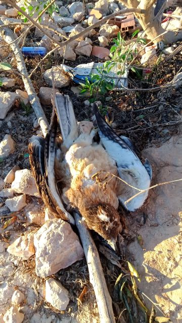 Rapaz muerta bajo un tendido eléctrico propiedad de Iberdrola (Murcia) (c) ANSE, Foto 3
