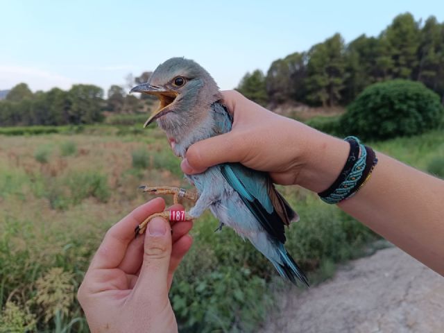 Asunto: Los refugios para fauna instalados con el proyecto Fluviatilis alcanzan una ocupación próxima al 40% - 1, Foto 1