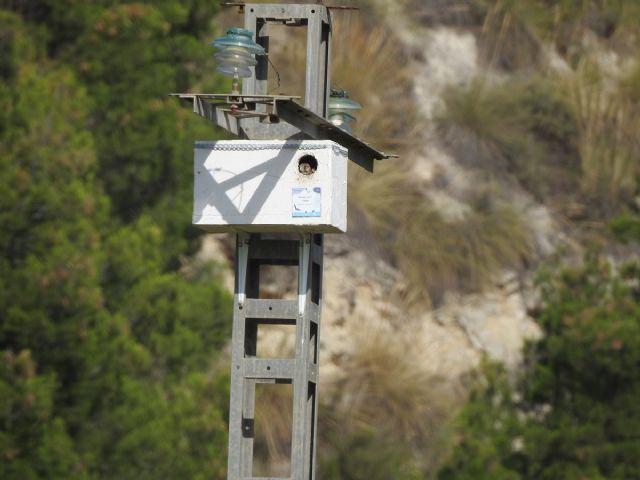 Asunto: Los refugios para fauna instalados con el proyecto Fluviatilis alcanzan una ocupación próxima al 40% - 2, Foto 2