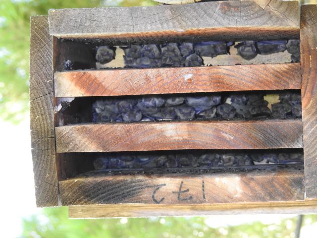 Asunto: Los refugios para fauna instalados con el proyecto Fluviatilis alcanzan una ocupación próxima al 40% - 4, Foto 4