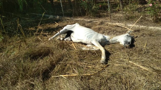 Rescatado un caballo en mal estado y trasladado a la Clínica Veterinaria de la Universidad de Murcia - 1, Foto 1