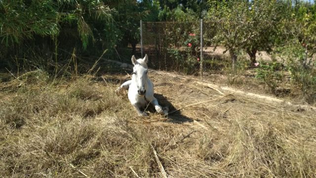 Rescatado un caballo en mal estado y trasladado a la Clínica Veterinaria de la Universidad de Murcia - 3, Foto 3
