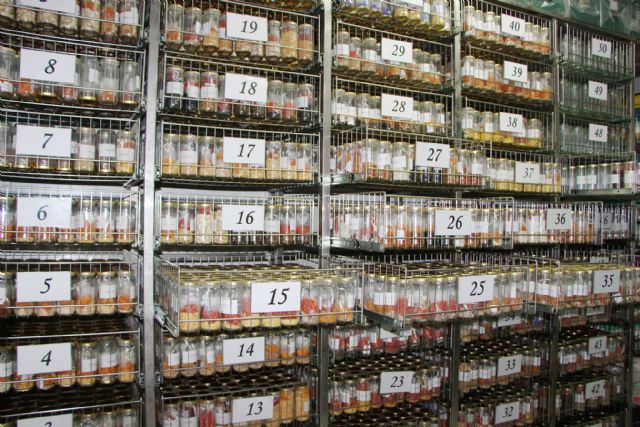 El banco de germoplasma del IMIDA conserva más de 9.000 variedades vegetales comestibles y silvestres para garantizar su conservación - 2, Foto 2