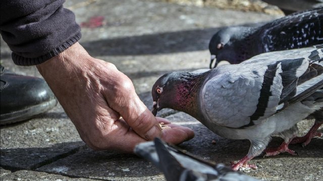 Recuerdan la prohibición por ordenanza municipal de dar de comer a los animales en la vía pública, en especial a las palomas - 1, Foto 1