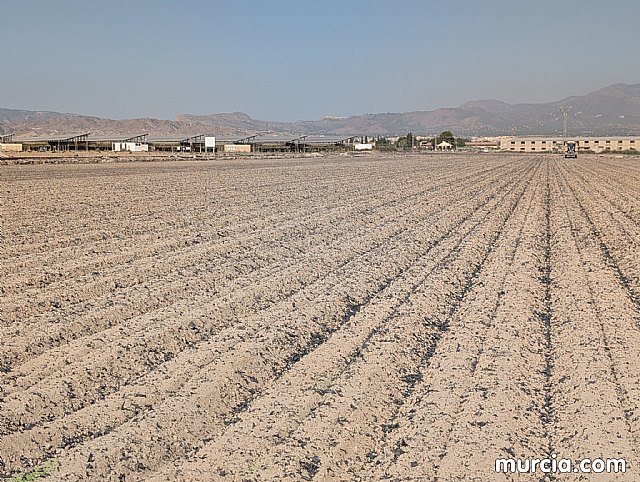 La producción de pimentón se incrementó un 18 por ciento en 2024 y superó las 4.000 toneladas, Foto 1