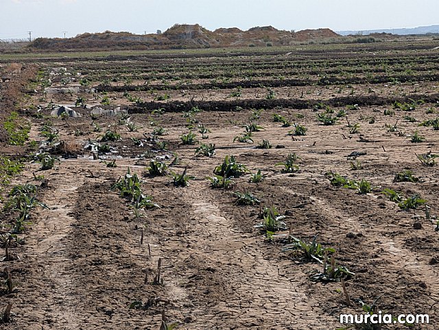 La producción de pimentón se incrementó un 18 por ciento en 2024 y superó las 4.000 toneladas, Foto 2