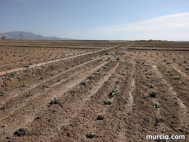 La producción de pimentón se incrementó un 18 por ciento en 2024 y superó las 4.000 toneladas, Foto 3