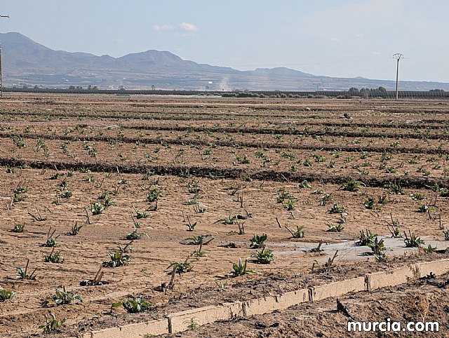 La producción de pimentón se incrementó un 18 por ciento en 2024 y superó las 4.000 toneladas, Foto 4