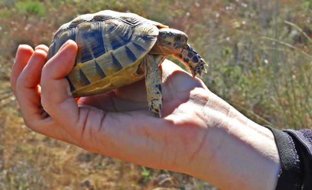 El pleno municipal debatirá sobre el falso título universitario de una concejala de VOX - 1, Foto 1