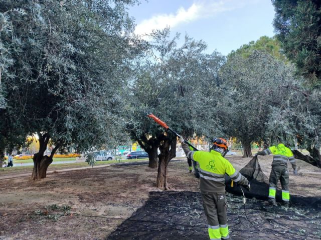 Los olivos municipales darán unos 8.000 litros de aceite que irá destinado a bancos de alimentos y asociaciones benéficas - 2, Foto 2