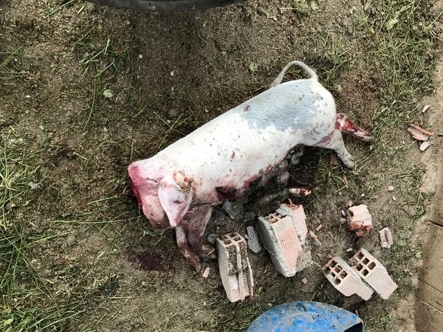 Detenidos cinco menores que torturaban animales y difundían sus grabaciones en redes sociales y grupos de Whatsapp - 1, Foto 1