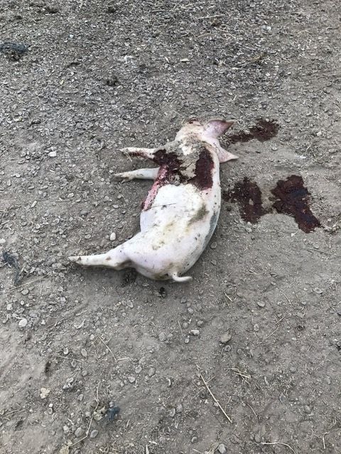 Detenidos cinco menores que torturaban animales y difundían sus grabaciones en redes sociales y grupos de Whatsapp - 3, Foto 3