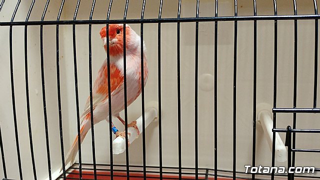 Totana acoge el 5º Campeonato Ornitológico Regional Murciano del 27 octubre al 5 de noviembre - 4, Foto 4