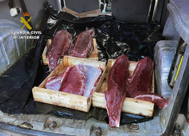 La Guardia Civil desmantela un grupo criminal dedicado a la sustracción de atún rojo en polígonos acuícolas de Cartagena y San Pedro del Pinatar - 5, Foto 5