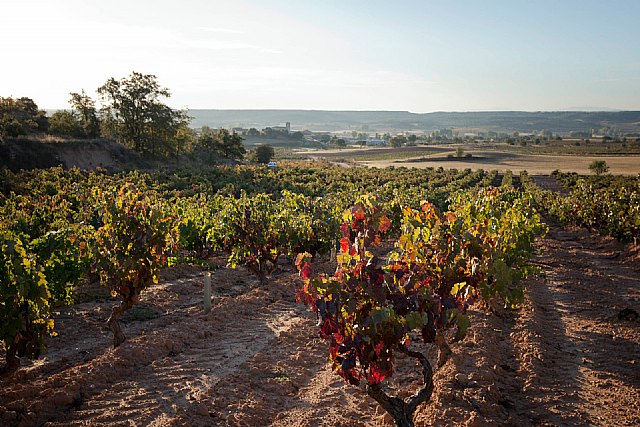 Vino, cultura y naturaleza siguiendo el cauce del río Duero - 1, Foto 1
