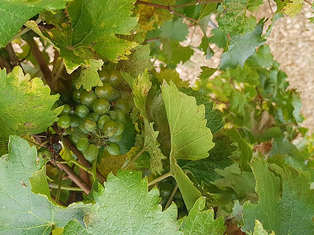 Vino, cultura y naturaleza siguiendo el cauce del río Duero - 2, Foto 2