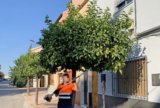 Llegan las tradicionales podas otoñales a los árboles de Las Torres de Cotillas - 2, Foto 2