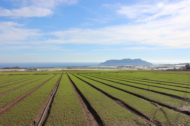 ASAJA Águilas valora como “muy difícil y complicada” la actual campaña hortofrutícola - 1, Foto 1