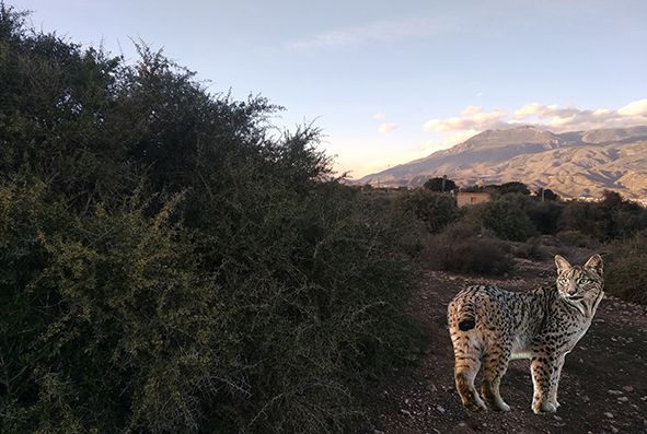 Al consejero Pacheco. Artos, linces y pedreas - 1, Foto 1