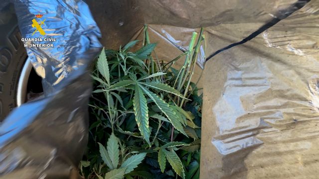 Desmantelan en Cieza un grupo delictivo juvenil que dirigía una nave industrial reconvertida a invernadero de marihuana - 2, Foto 2