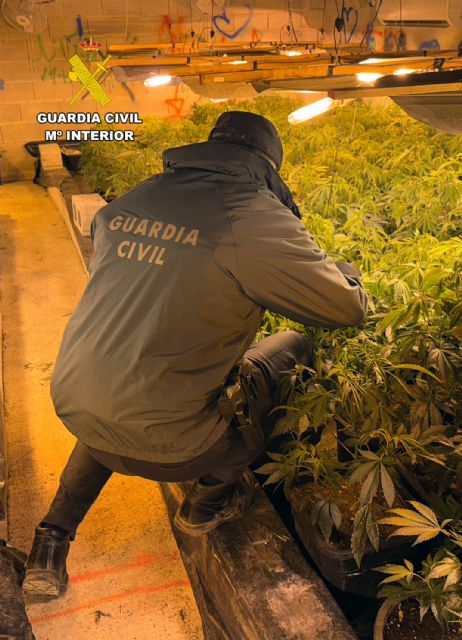 Desmantelan en Cieza un grupo delictivo juvenil que dirigía una nave industrial reconvertida a invernadero de marihuana - 3, Foto 3