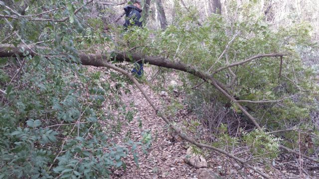 Trabajos de poda y recogida de ramas como consecuencia del temporal de nieve - 1, Foto 1