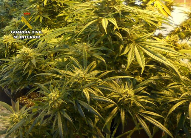 La Guardia Civil desmantela en San Javier un grupo delictivo dedicado al tráfico de droga - 1, Foto 1