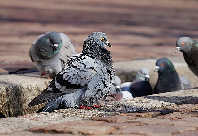 El control de plagas de aves, un problema con una fácil solución, según la web Control de aves - 1, Foto 1