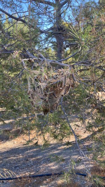 El Molino El Saltaor permanecerá cerrado este fin de semana por tratamiento fitosanitario contra la Procesionaria - 1, Foto 1