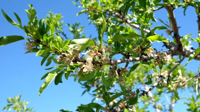 Las organizaciones de la mesa de frutos secos reivindican la adaptación de los eco-regímenes a la realidad de cada zona - 1, Foto 1