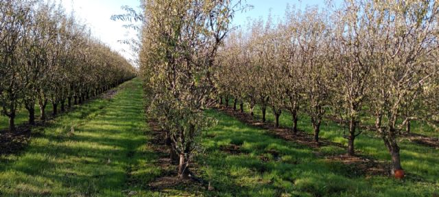 Estudian cómo las cubiertas vegetales mejoran la sostenibilidad de los cultivos en seto - 1, Foto 1