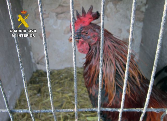 La Guardia Civil investiga a un vecino de Caravaca de la Cruz por maltrato animal - 4, Foto 4