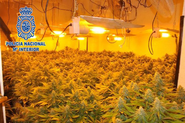 Desmantelada una plantación de marihuana en un piso en pleno centro de Alcantarilla - 1, Foto 1