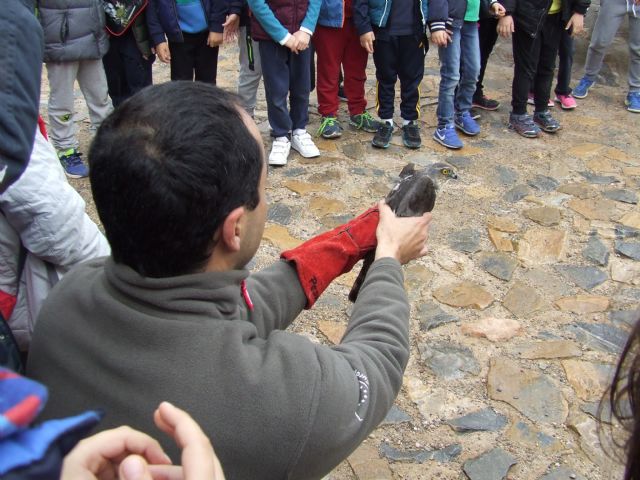 Medio Ambiente libera un erizo europeo, dos cernícalos y un gavilán tras ser atendidos en el Centro de Recuperación de Fauna Silvestre - 1, Foto 1