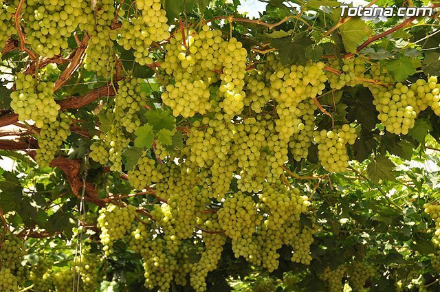 Agroseguro abona 18,5 millones de euros a asegurados de uva de mesa por los siniestros de 2019 - 1, Foto 1