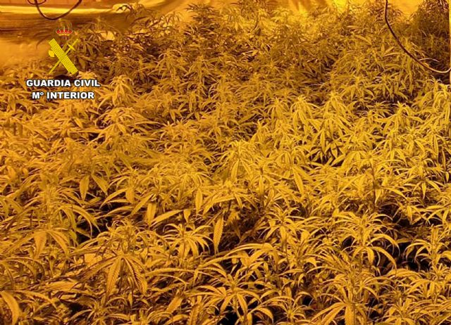 La Guardia Civil desmantela en Mazarrón un cultivo ilícito de marihuana - 2, Foto 2