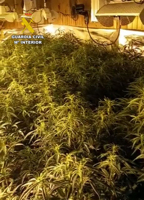 La Guardia Civil desmantela en Mazarrón un cultivo ilícito de marihuana - 4, Foto 4