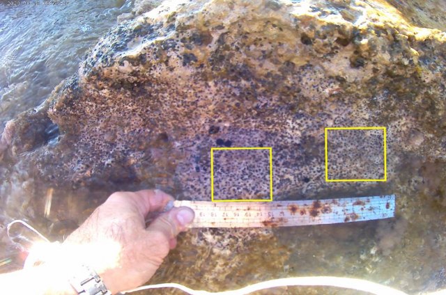 El LIFE INTEMARES desarrolla una iniciativa para recuperar vermétidos en la Comunidad Valenciana - 1, Foto 1