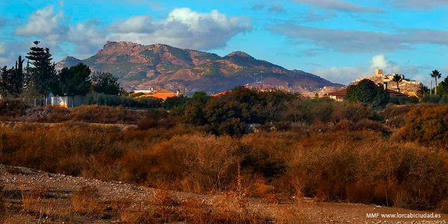 La Plataforma del Paisaje pide al Ayuntamiento moderación en la “limpieza” de vegetación autóctona de la rambla del Guadalentín - 1, Foto 1