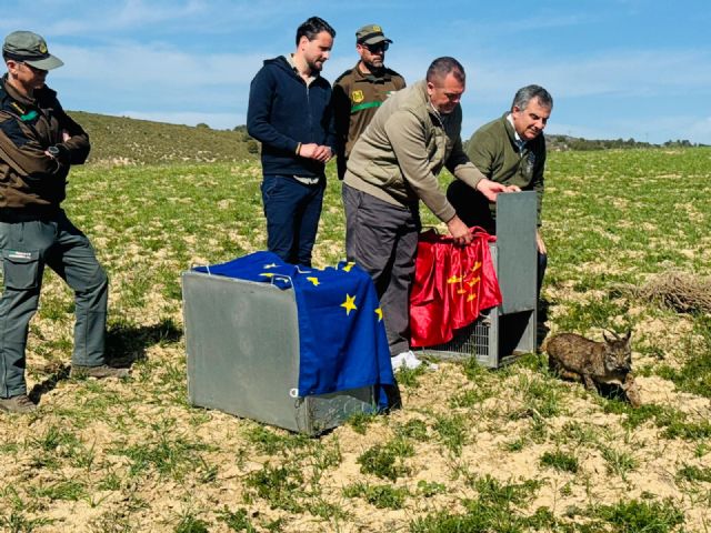 Las Tierras Altas consolidan a Lorca como enclave estratégico de la Región para la recuperación del lince ibérico con la suelta de dos ejemplares juveniles - 3, Foto 3