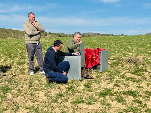 Las Tierras Altas consolidan a Lorca como enclave estratégico de la Región para la recuperación del lince ibérico con la suelta de dos ejemplares juveniles - 4, Foto 4