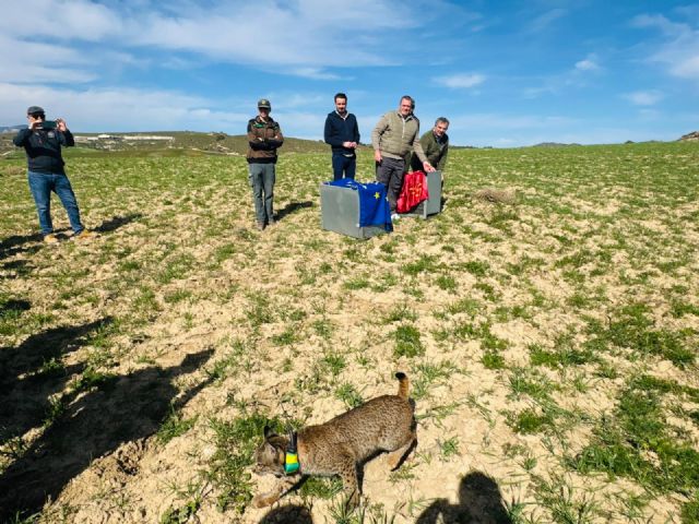 Las Tierras Altas consolidan a Lorca como enclave estratégico de la Región para la recuperación del lince ibérico con la suelta de dos ejemplares juveniles - 5, Foto 5
