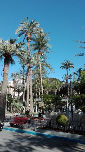 Un experto con certificación europea podará más de 150 palmeras del centro de Águilas - 1, Foto 1